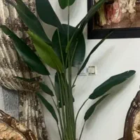 درختچه کاملا سالم و میباشد