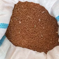 گندم شبرنگ