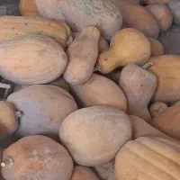 کدو