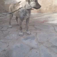 توله سگ|سگ|رضویه, |دیوار