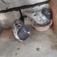 کبوتر کله سیاه|پرنده|گنبد کاووس, |دیوار