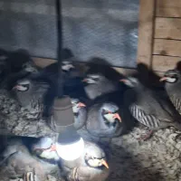 بلدرچین درشت