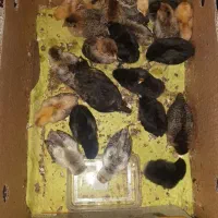 جوجه محلی ۳هفته