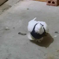 کفر طوقی ماده|پرنده|تهران, شهید فکوری|دیوار