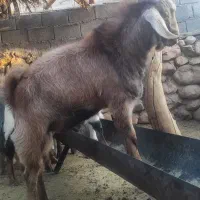 کهره چاق مناسب کشتار