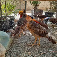 پرنده امریکایی و طاووس زینتی بلژیکی|پرنده|تهران, صادقیه|دیوار