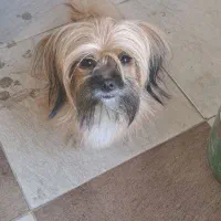 لی لی خانم ساکت دوست داشتنی|سگ|فردیس, سپید دشت|دیوار