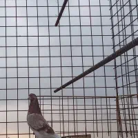 کبوتر|پرنده|کرج, حصارک پایین|دیوار