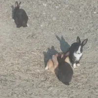 خرگوش ۱۶عدد|موش و خرگوش|سنندج, |دیوار