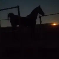 اسب سرودم گیر|اسب و تجهیزات اسب‌سواری|رباط‌کریم, انجم آباد|دیوار