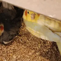 جفت عروس هلندی فعال همراه با تخم و بچه هاشون