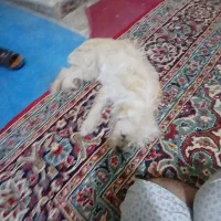 سگ ماده اماده شیتزو نژادروباهی