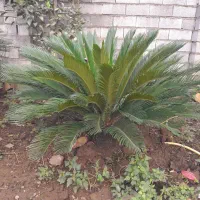 دو عدد گل سیکاس ۱۸ و ۱۰ ساله|گل و گیاه طبیعی|کومله, |دیوار