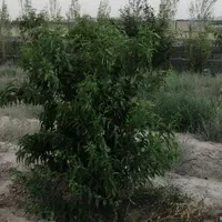 باغچه-160-متری-بهاران