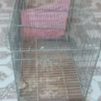 قفس و وسایل پرنده