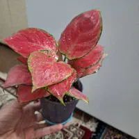 فیلودندرون قرمز