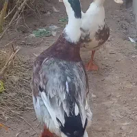 دوتا اوردک نر وماده مشتری هستی پیام بده