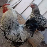 جوجه مرغ و خروس ویاندوت وارداتی کلکسیونی