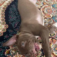 سگ پیتبول خالص|سگ|کرج, کمال‌شهر|دیوار