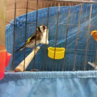 قناری و سهره نر|پرنده|قزوین, |دیوار