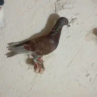 سفید و لایی سرخ