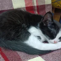 بچه گربه