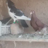 کفتر شهری و تور دستی|پرنده|شیراز, نیستان|دیوار