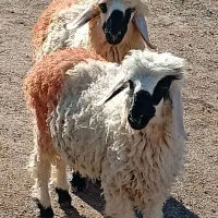 دوتا برع نر .