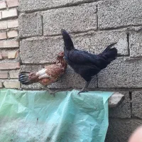 جوجه مرغ محلی|حیوانات مزرعه|تاتار علیا, |دیوار