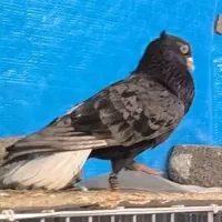 سرور دم سفید روزگاری