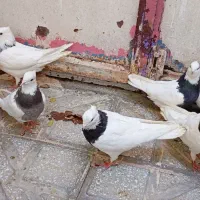 کبوتر طوقی ونامه بر|پرنده|کرمانشاه, |دیوار