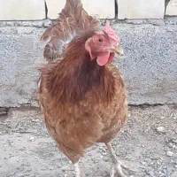 مرغ فریمان