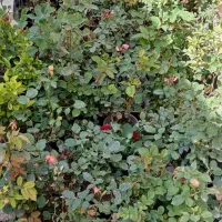 تعمیر گل وفروشش|گل و گیاه طبیعی|تهران, لاله زار|دیوار