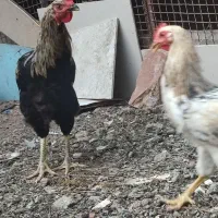 خروس ومرغ