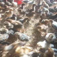 جوجه گلپایگان اصل
