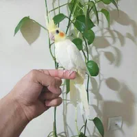 دنیای عروس هلندی دستی سخنگو نر ماده باضمانت ۵سال|پرنده|تهران, استاد معین|دیوار