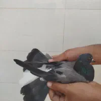 کبوتر