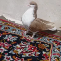 کبوتر رنگی|پرنده|گتوند, |دیوار