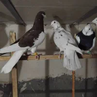 باسلام ۶ عدد پرنده فروشی