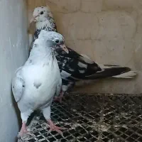 کوهی دم سفید