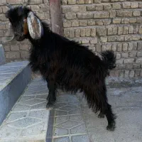پنچ ماهه ماده باب سر بریدن چاق چاق