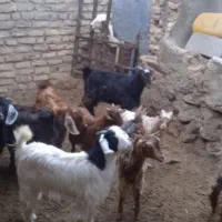 بزغاله فروشی