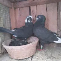 کفتر با جوجه|پرنده|قم, ولیعصر|دیوار