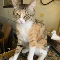 واگذاری گربه ماده