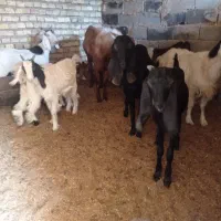 فروش بز وکره پاکستانی|حیوانات مزرعه|یزد, |دیوار
