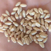 گندم بوجاری شده تمیز درشت