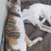 عروسک گربه|اسباب‌بازی بچه|برازجان, |دیوار