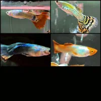 4 عدد ماهی گوپی