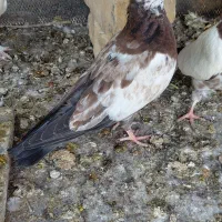 کبوتر گره|پرنده|عسلویه, |دیوار