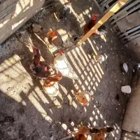 فروش مرغ و خروس|حیوانات مزرعه|گمیشان, |دیوار